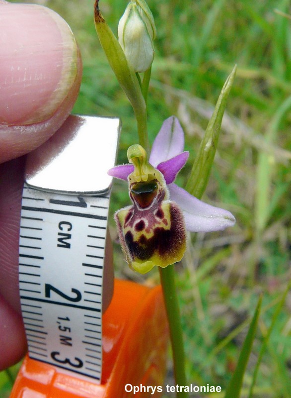 Le orchidee di Vallepietra nel Parco Naturale dei Monti Simbruini (Roma).